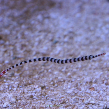 Doryrhamphus dactyliophorus (Iglicznia paskowana) 15-18 cm