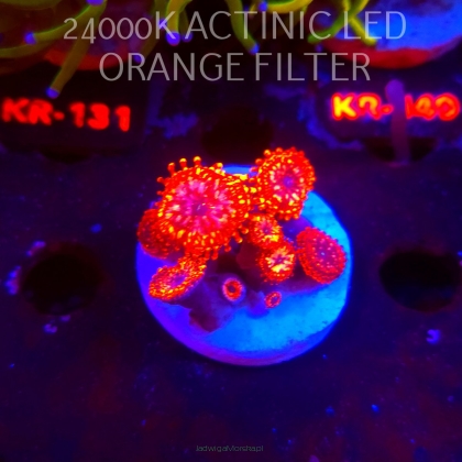 Zoanthus UTTER CHAOS (03.03.2026)  8+P