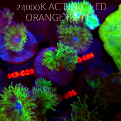 Duncanopsammia axifuga (04.07.2026) H3-005  2P