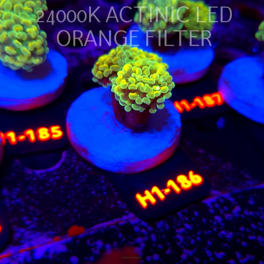 Euphyllia paraancora AUSSIE GREEN HOLOGRAM HAMMER (01.07.2026) H1-186  2H