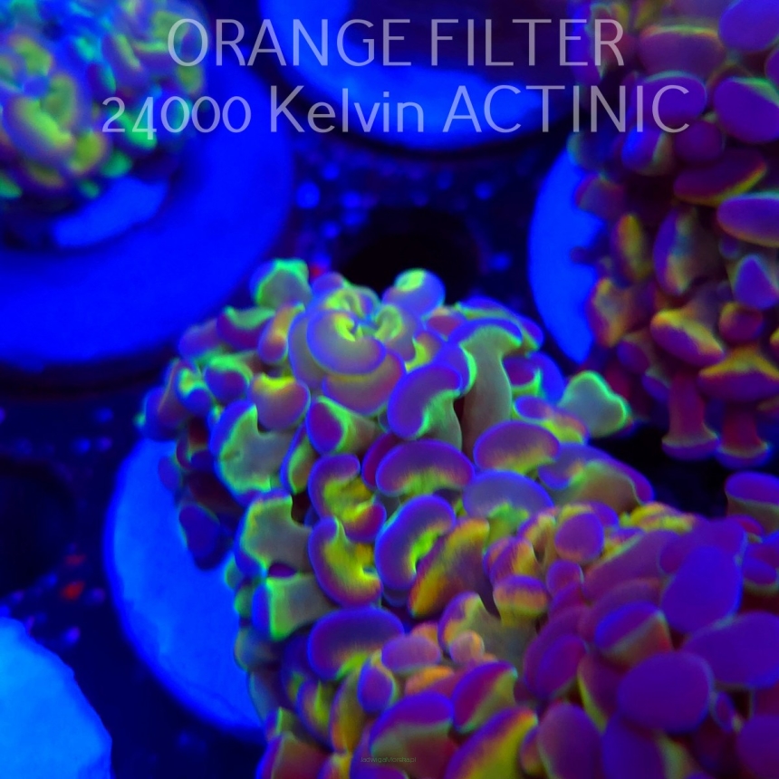 Euphyllia paraancora HOLOGRAM ULTRA (02.04.2025)