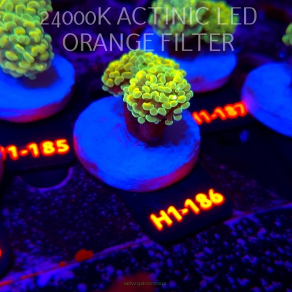 Euphyllia paraancora AUSSIE GREEN HOLOGRAM HAMMER (01.07.2026) H1-186  2H
