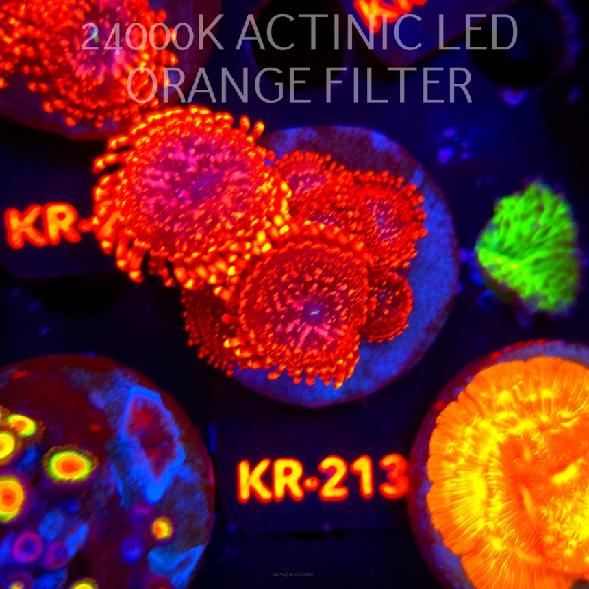 Zoanthus UTTER CHAOS (04.04.2026) KR-213  6P