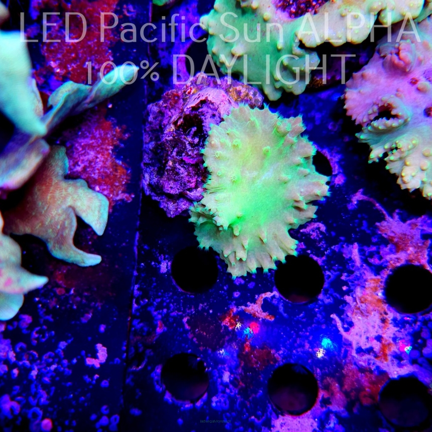 Sinularia dura NEON YELLOW SPECIAL (11.01.2024)