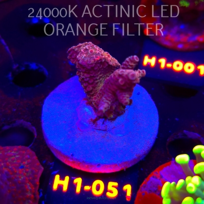 Acropora sp. PREMIUM (23.05.2026) H1-051  4cm