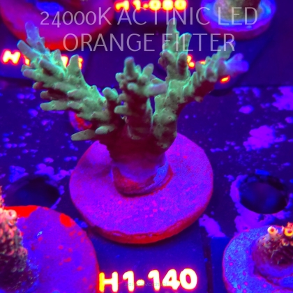 Acropora sp. (02.02.2026) H1-140  7cm