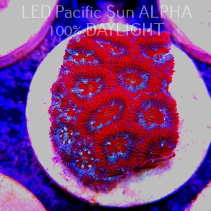 Acanthastrea lordhowensis RED + BLUE RINGS (22.03.2024)  5cm