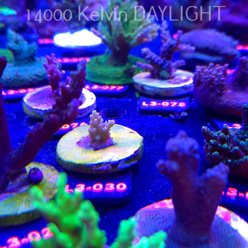Acropora sp. PREMIUM AUSTRALIA (09.05.2026) L3-030  1.5cm