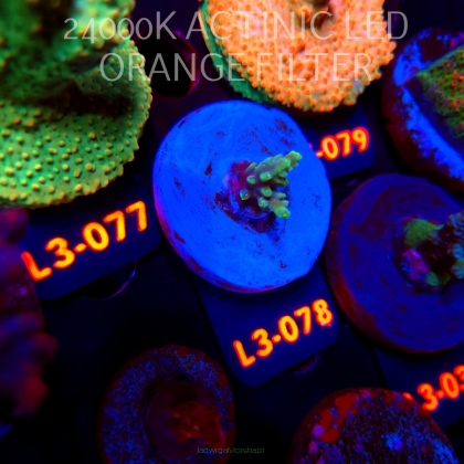 Acropora sp. AUSTRALIA (11.09.2026) L3-078  2cm