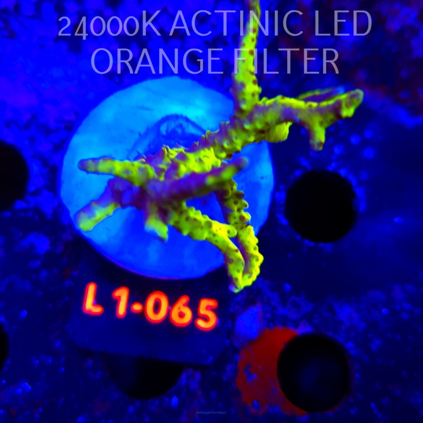 Anacropora WWC SLIMEBALL (16.03.2026) L1-065  7cm