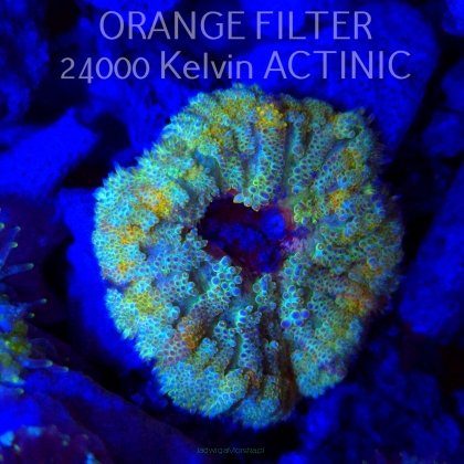 Stichodactyla TAPETUM Mini-Maxi Carpet Anemone RAINBOW (01.06.2025)  4cm