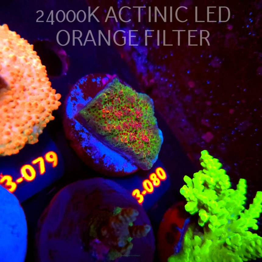 Acropora HYACINTHUS RED PLANET (11.09.2026) L3-080  4cm