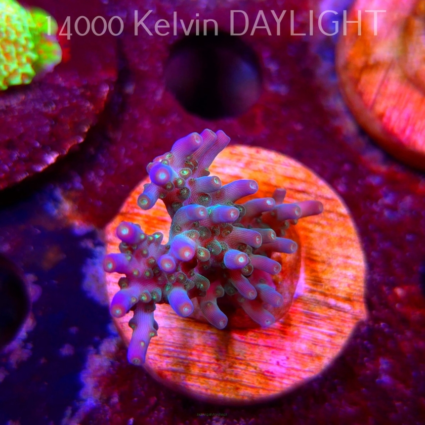 Acropora valida RAINBOW (08.05.2025) MM1-II-18  4cm