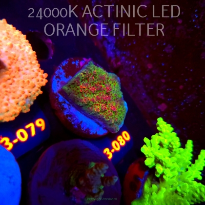 Acropora HYACINTHUS RED PLANET (11.09.2026) L3-080  4cm