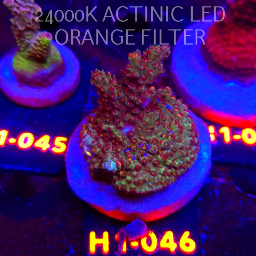 Acropora sp. PREMIUM (23.05.2026) H1-046  5cm