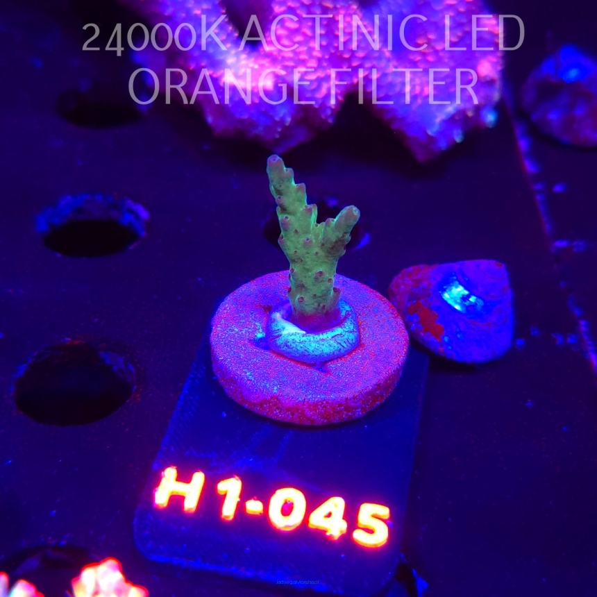 Acropora sp. (01.02.2026) H1-045  3cm