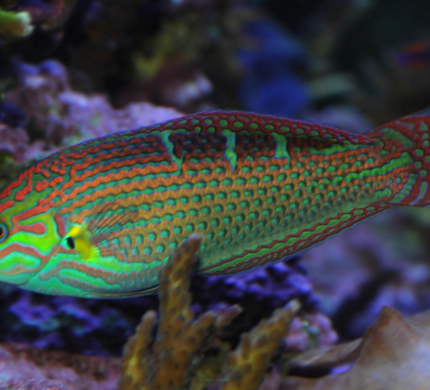 Halichoeres melanurus rozmiar 6 cm