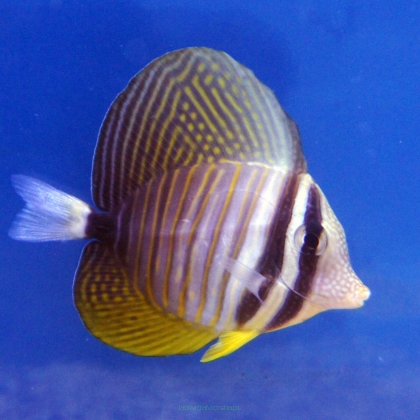 Zebrasoma desjardini 5-6cm