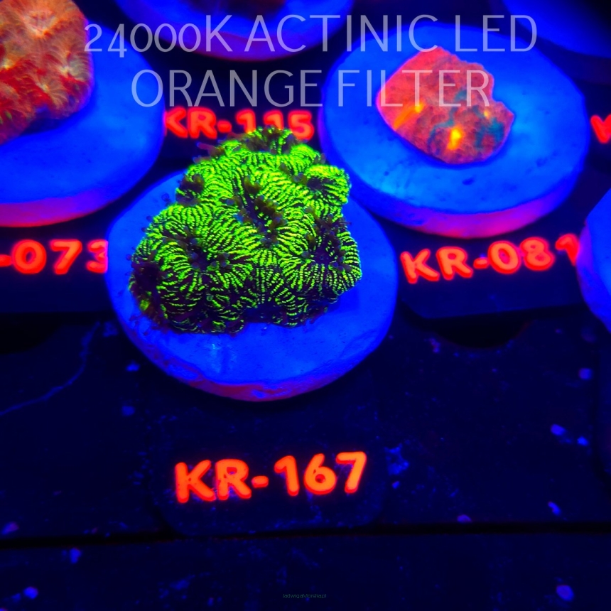 Platygyra JASON FOX HIGH VOLTAGE (22.01.2026) KR-167  4cm