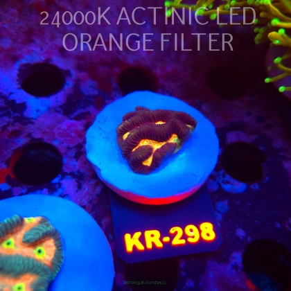 Platygyra LAVA Maze Brain Coral (19.09.2026) KR-298  3cm
