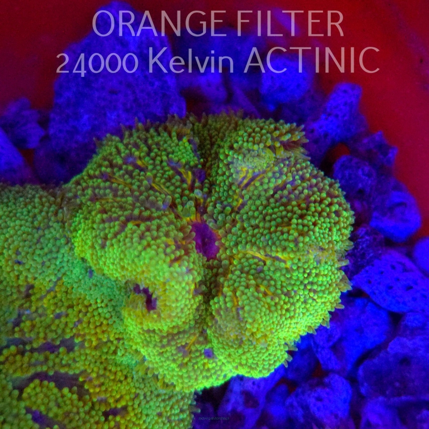 Stichodactyla TAPETUM Mini-Maxi Carpet Anemone GREEN FLUO (01.06.2025)  5cm
