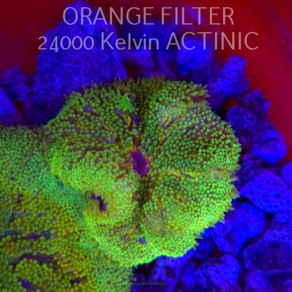 Stichodactyla TAPETUM Mini-Maxi Carpet Anemone GREEN FLUO (01.06.2025)  5cm