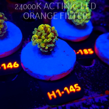 Euphyllia paraancora AUSSIE GREEN HOLOGRAM HAMMER (01.07.2026) H1-145
