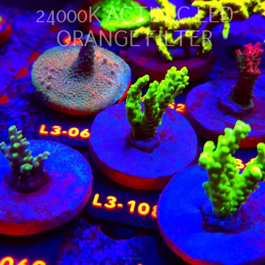 Acropora sp. PREMIUM AUSTRALIA (05.01.2026) L3-108  5cm