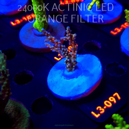 Acropora sp. PREMIUM AUSTRALIA (09.05.2026) L3-097  6cm