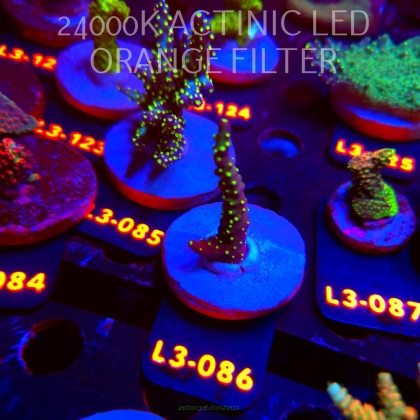 Acropora NANA TRICOLOR (11.09.2026) L3-086  6cm