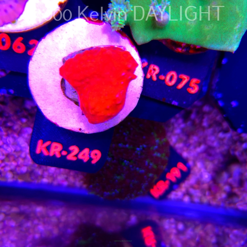 Montipora setosa ORA (20.04.2026) KR-249  3cm