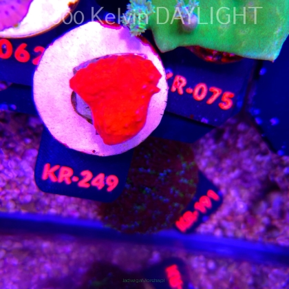 Montipora setosa ORA (20.04.2026) KR-249  3cm