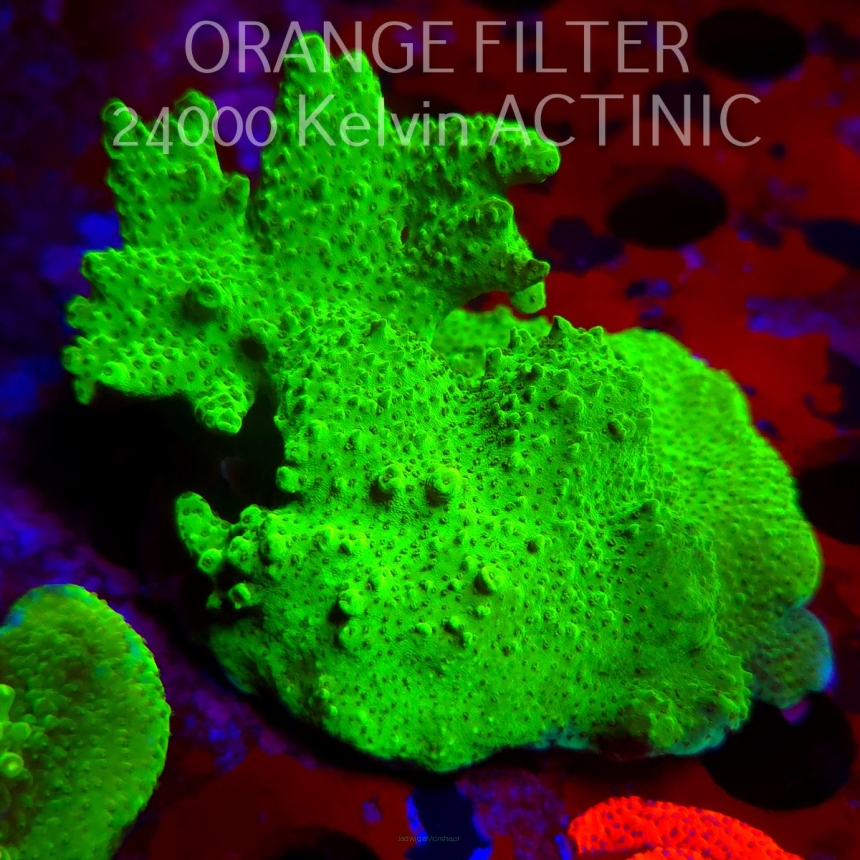 Acropora HYACINTHUS GREEN (11.08.2025) MM6-II-2  12cm