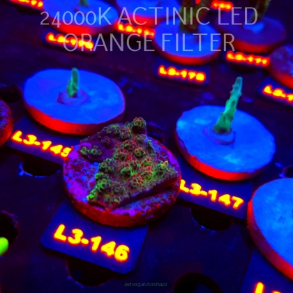 Acropora HYACINTHUS RED PLANET (11.09.2026) L3-146  5cm