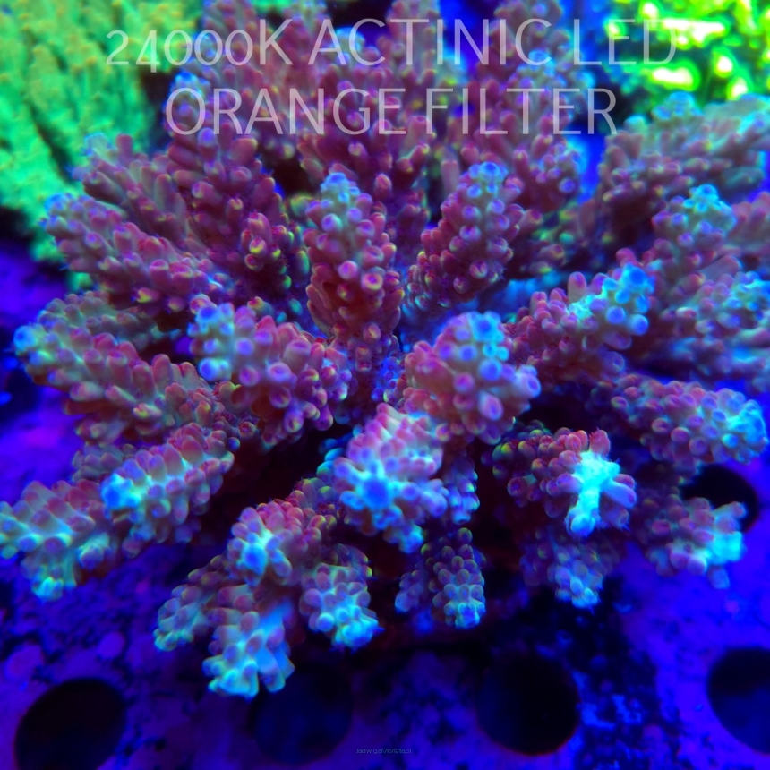  Acropora MICROCLADOS CORAL SEA (24.09.2026)  14cm