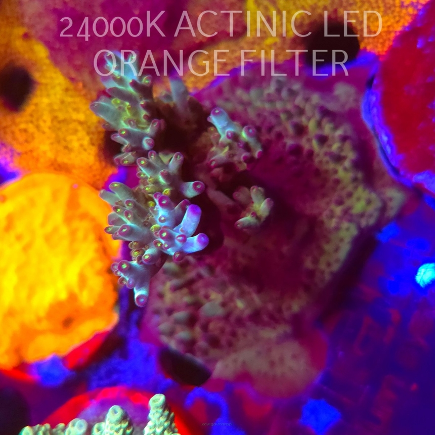 Acropora MICROCLADOS ULTRA (08.11.2025) MM1-I-26  7cm