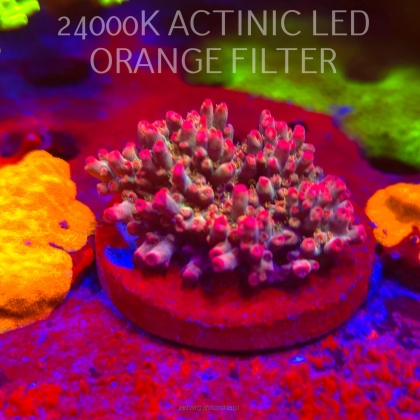 Acropora microclados CHEMICAL ROMANCE (06.11.2025) MM1-III-24  5cm