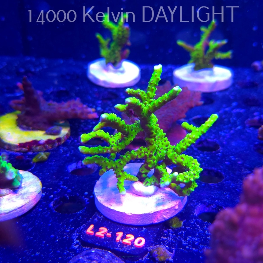 Anacropora WWC SLIMEBALL (16.11.2025) L2-120  7cm