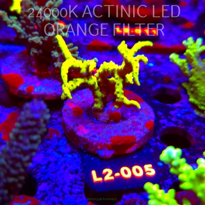 Anacropora WWC SLIMEBALL (17.03.2026) L2-005  5cm