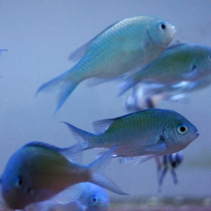 Chromis virdis rozmiar 6-7 cm
