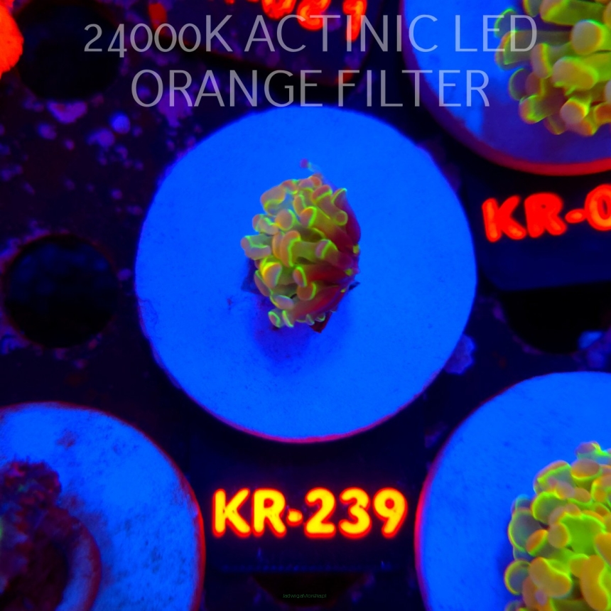 Euphyllia paraancora HOLOGRAM AURORA ULTRA (01.07.2026) KR-239