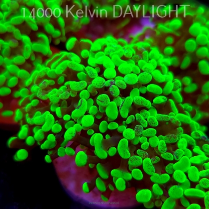 Euphyllia paraancora GREEN HOLOGRAM HAMMER (01.04.2025)