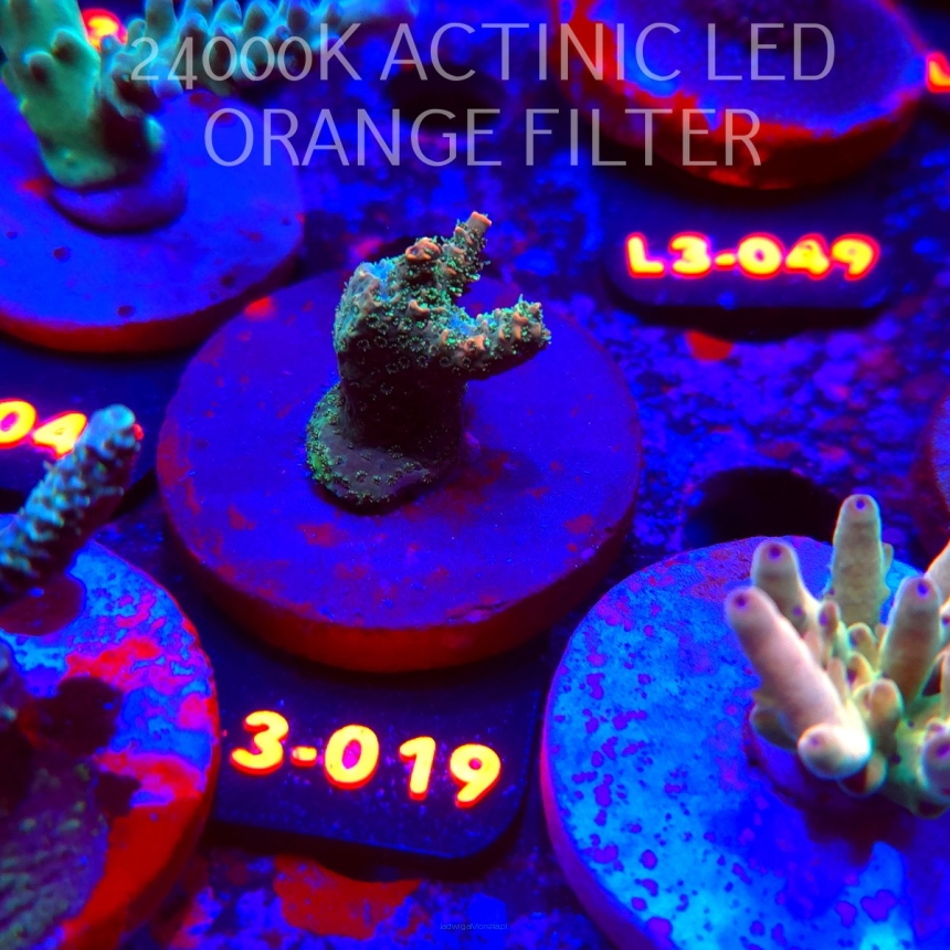 Acropora sp. PREMIUM AUSTRALIA (05.01.2026) L3-019  3cm