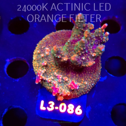 Acropora sp. PREMIUM AUSTRALIA (09.05.2026) L3-086  5cm