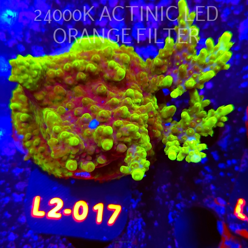 Acropora granulosa ULTRA (18.03.2026) L2-017  6cm