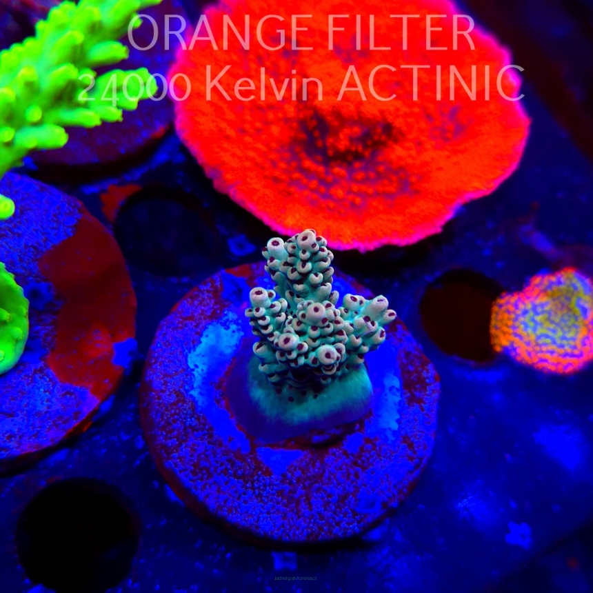 Acropora Jason Fox's Fox Flame Acro (21.06.2025) L4-II-31  4cm