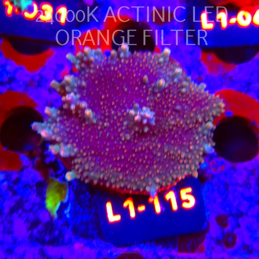 Acropora sp. AUSTRALIA  (16.03.2026) L1-115  5cm