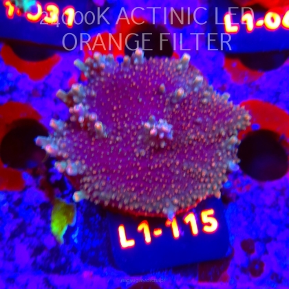 Acropora sp. AUSTRALIA  (16.03.2026) L1-115  5cm