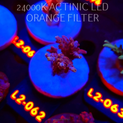 Acropora loripes JM GOLDEN DRAGON (14.08.2026) L2-062  4cm
