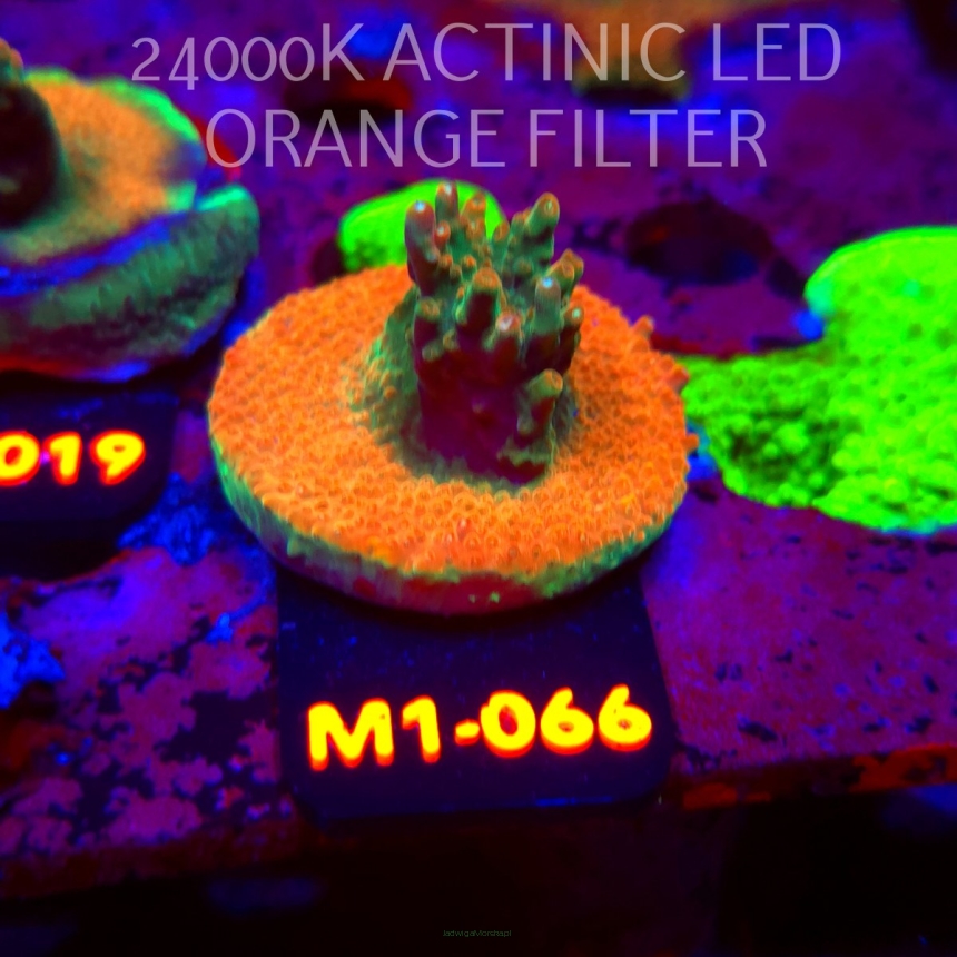 Acropora JMC SPECIAL (12.06.2026) M1-066  5cm